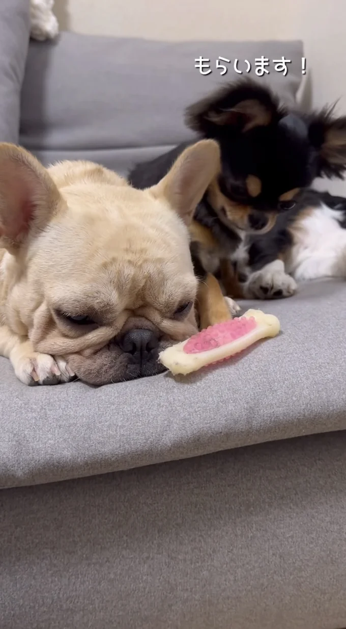 ここぞとばかりに靴下をとるここあちゃん▶3匹の様子にほっこり（⇒次へ）