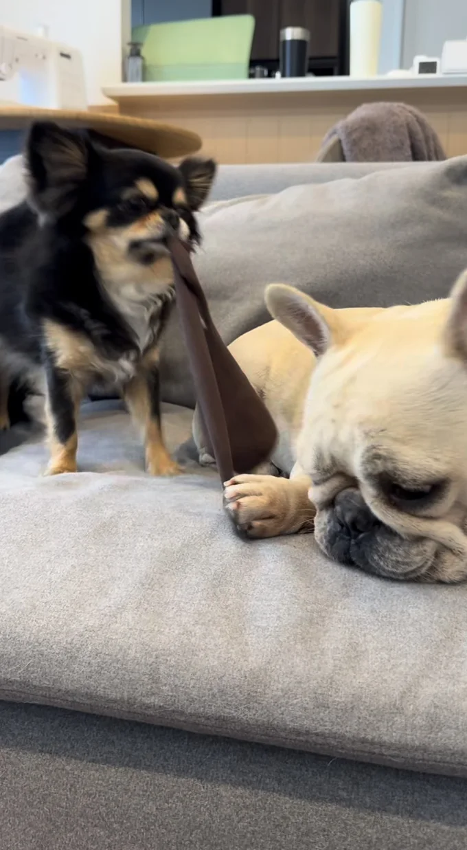 3匹のなごやかな日常（⇒次ページから柴犬のコミックエッセイ『柴犬ぽんちゃん、我が道を行く』が読めます）