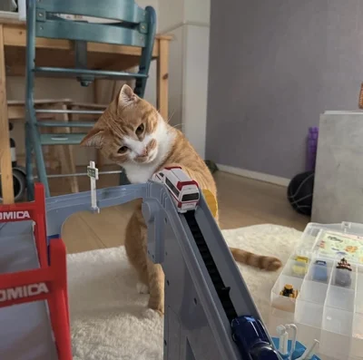 ミニカーを見つめるなぎくん▶兄弟猫もいるよ（⇒次へ）