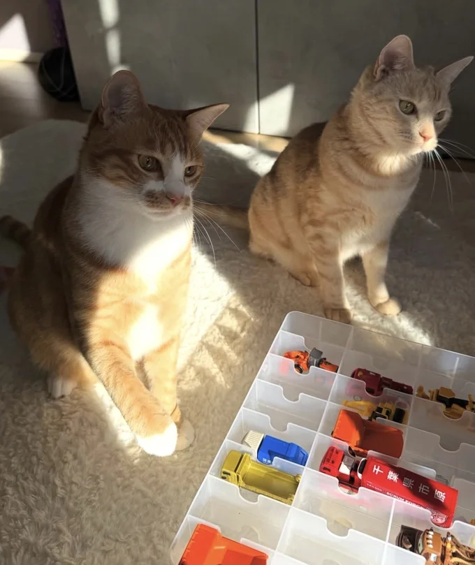 兄弟猫の“はくくん”と一緒に▶微笑ましい毎日の記録(⇒次へ)