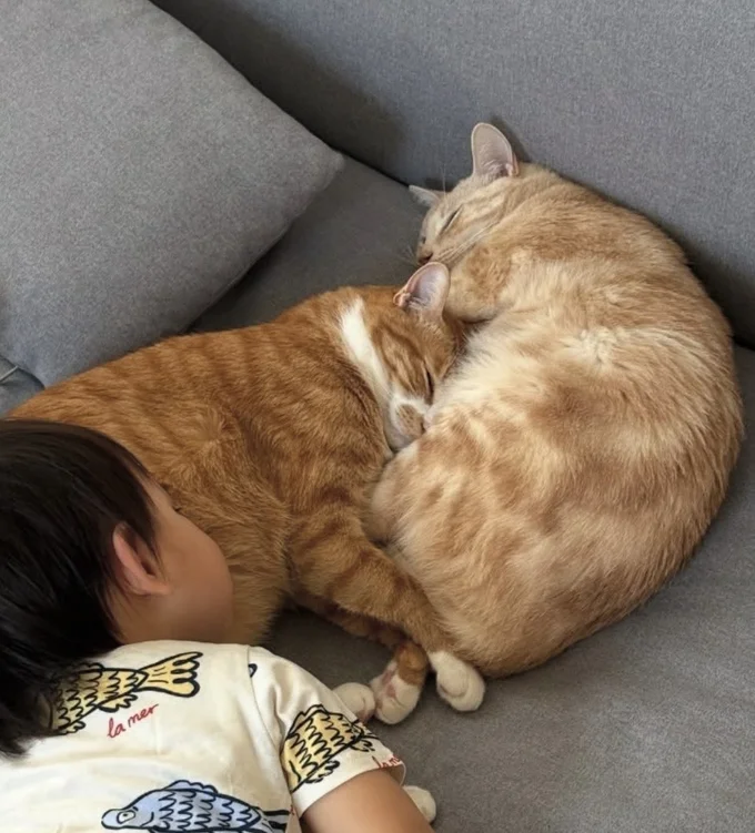 2匹と息子くんが一緒に眠っている▶(次画像から“子育て+ねこ”の日常の優しさを伝えるコミックエッセイ『やさしい世界で生きてたい るしこの子育て日記+ねこ』が読めます)