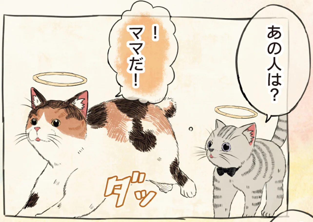ねこママページ 迷子になり生き別れになってしまった猫が、天国で望むことは - レタス