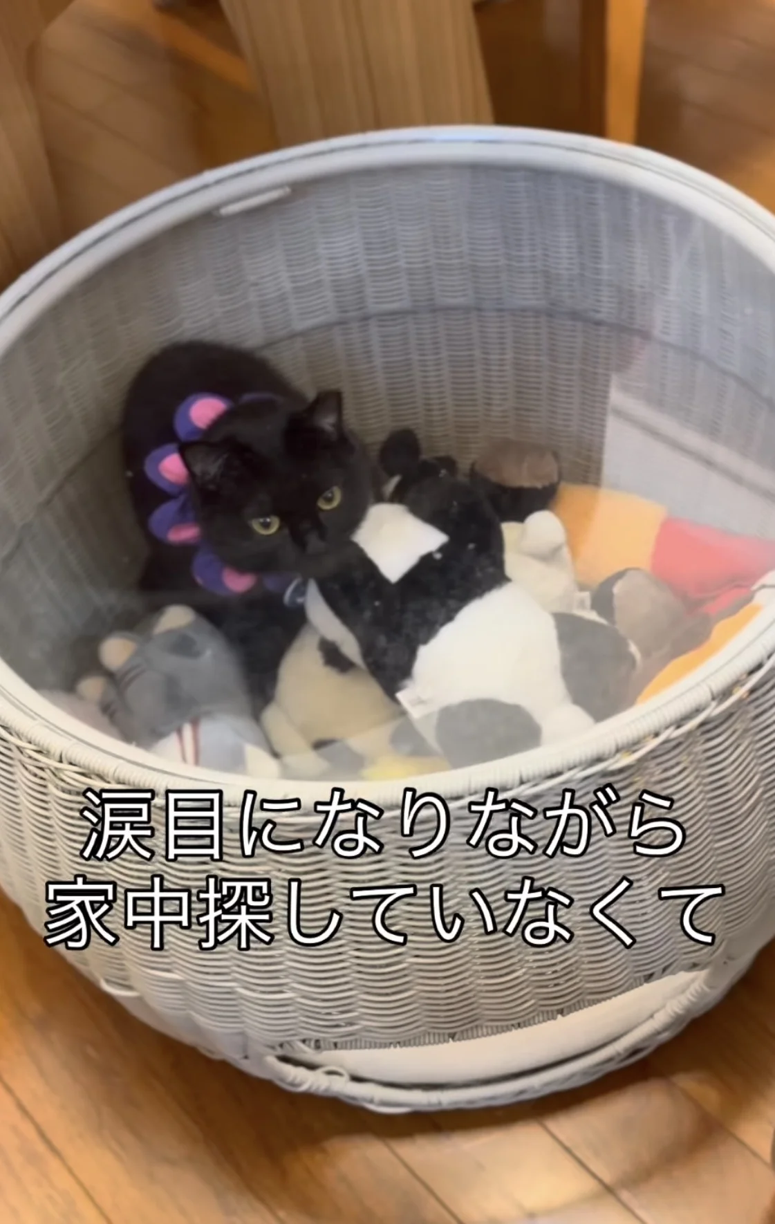 完璧すぎる擬態。返事をしないと思ったら…ぬいぐるみと同化していた黒