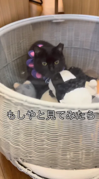 静かに座っていました▶飼い主さんが必死に探すも…（⇒次へ）