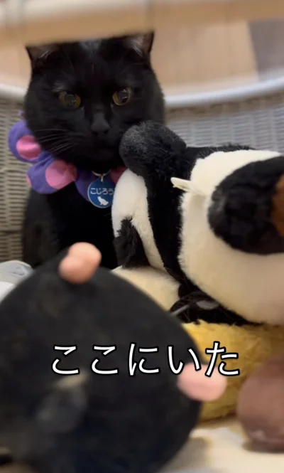 いたのはまさかの場所…▶テーブルの下！！（⇒次へ）