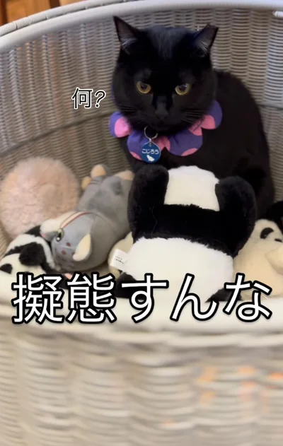 「何？」と言いたげな顔▶まるで擬態しているよう…（⇒次へ）