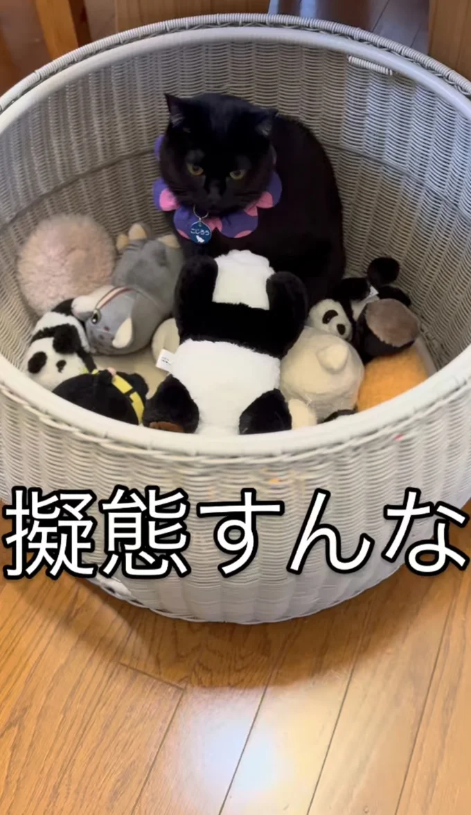 すっかり馴染んでいる▶きょうだい猫も登場(⇒次へ)