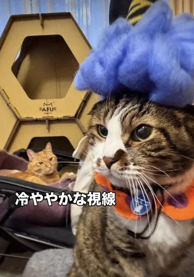 節分の鬼に仮装▶別の猫ちゃんは…（⇒次へ）
