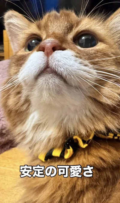 安定の可愛さ▶鬼退治しなければ…（⇒次へ）