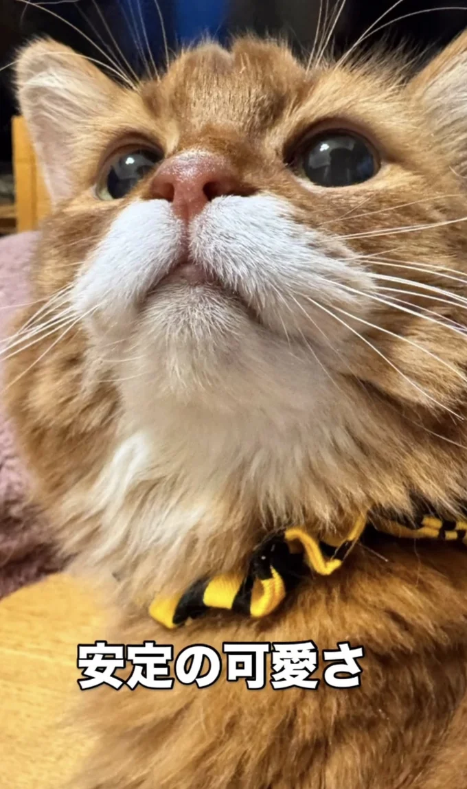 安定の可愛さ▶鬼退治しなければ…(⇒次へ)