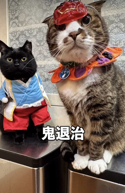 桃太郎に変身▶15歳猫とは思えない…（⇒次へ）