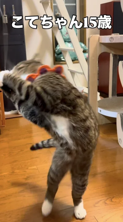 ダイナミックな動きを見せる“こてつくん”▶猫じゃらしが好きすぎて…（⇒次へ）