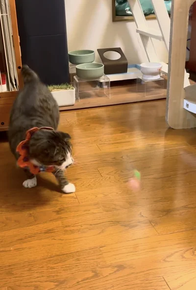 ダッシュもまだまだ現役ニャン▶（次画像からかわいい黒猫「ろん」との毎日を優しくコミカルに描いた『黒猫ろんと暮らしたら3』が読めます）