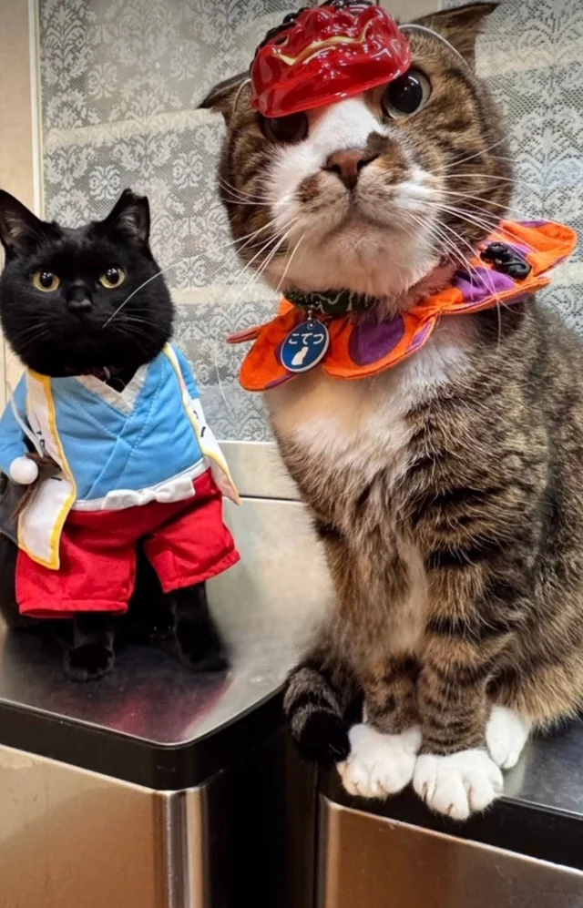 完璧すぎる擬態。返事をしないと思ったら…ぬいぐるみと同化していた黒猫