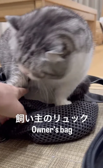 リュックは渡さないニャ（⇒次へ）