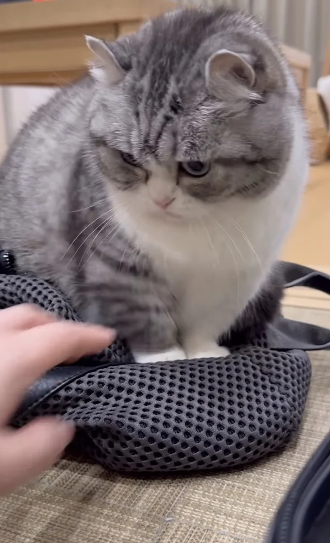 再び手を伸ばす飼い主さん▶やっぱり渡したくニャイ…（⇒次へ）