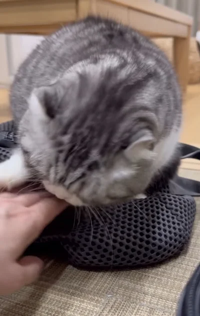 噛みつきそうな勢いで拒否▶しつこいぞ…（⇒次へ）