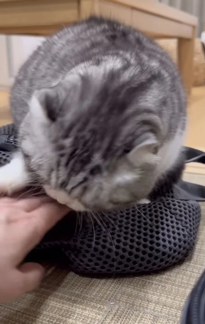 噛みつきそうな勢いで拒否▶しつこいぞ…（⇒次へ）