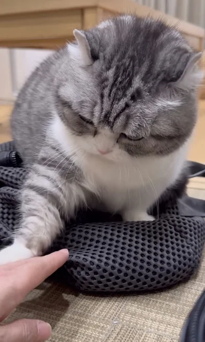 猫パンチ！▶ふう、ちょっと休憩…（⇒次へ）