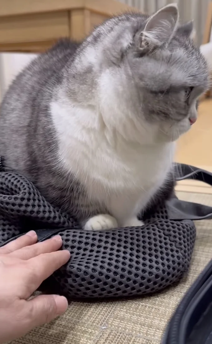 よそ見をした“こまるちゃん”▶リュックは取り返せるか！？（⇒次へ）