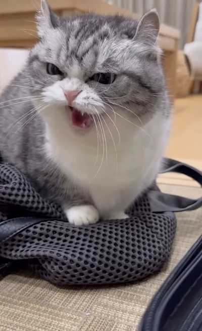 「シャーッ」と怒りの一声▶リュックから降りてくれるのか！？（⇒次へ）