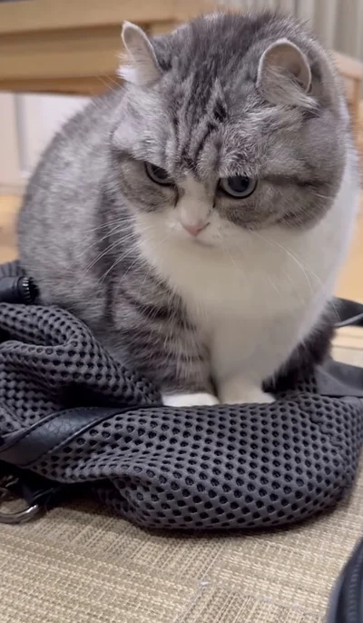 絶対にリュックは死守するニャン▶こまるちゃんの平和な日常（⇒次へ）