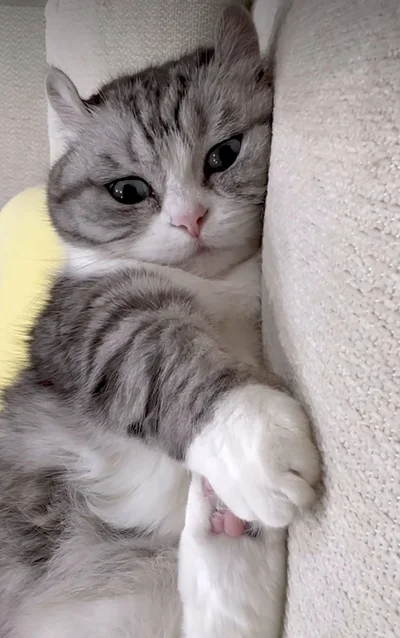 ソファでくつろいでいる▶指を近づけると…（⇒次へ）