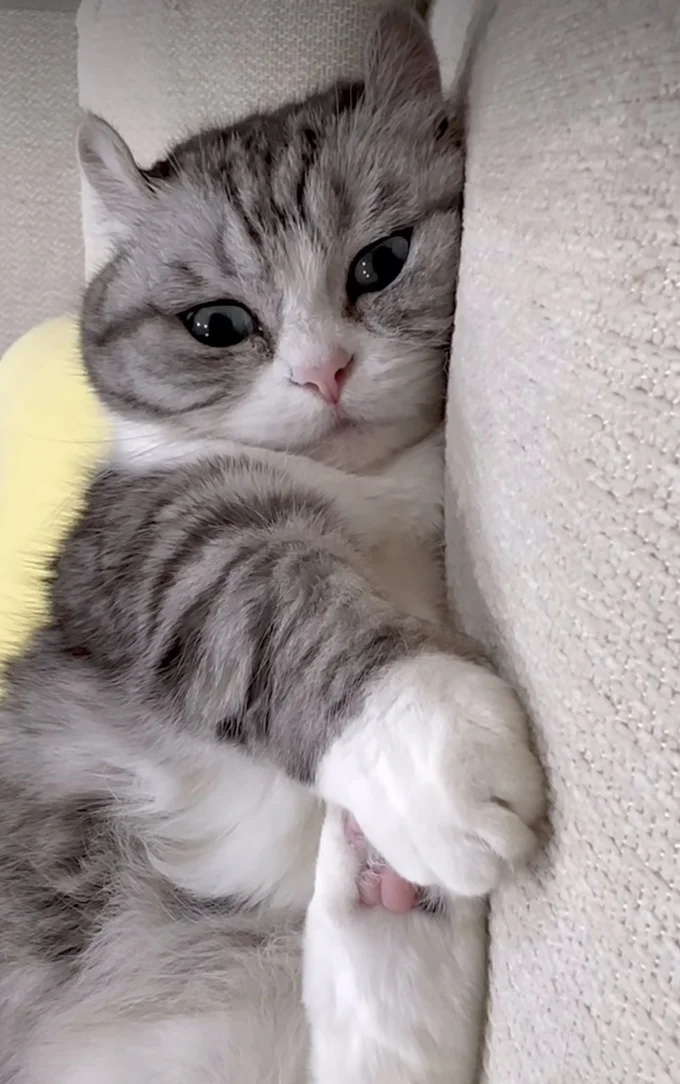 ソファでくつろいでいる▶指を近づけると…（⇒次へ）