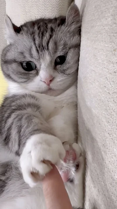 触らないで！▶抱っこされると…（⇒次へ）