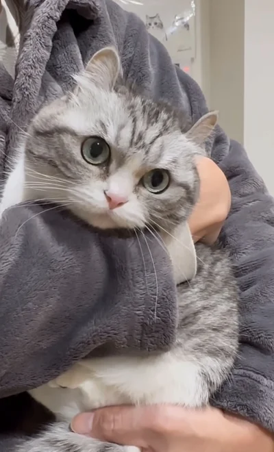 視線をさまよわせている▶大人しく抱っこされているかと思いきや…（⇒次へ）