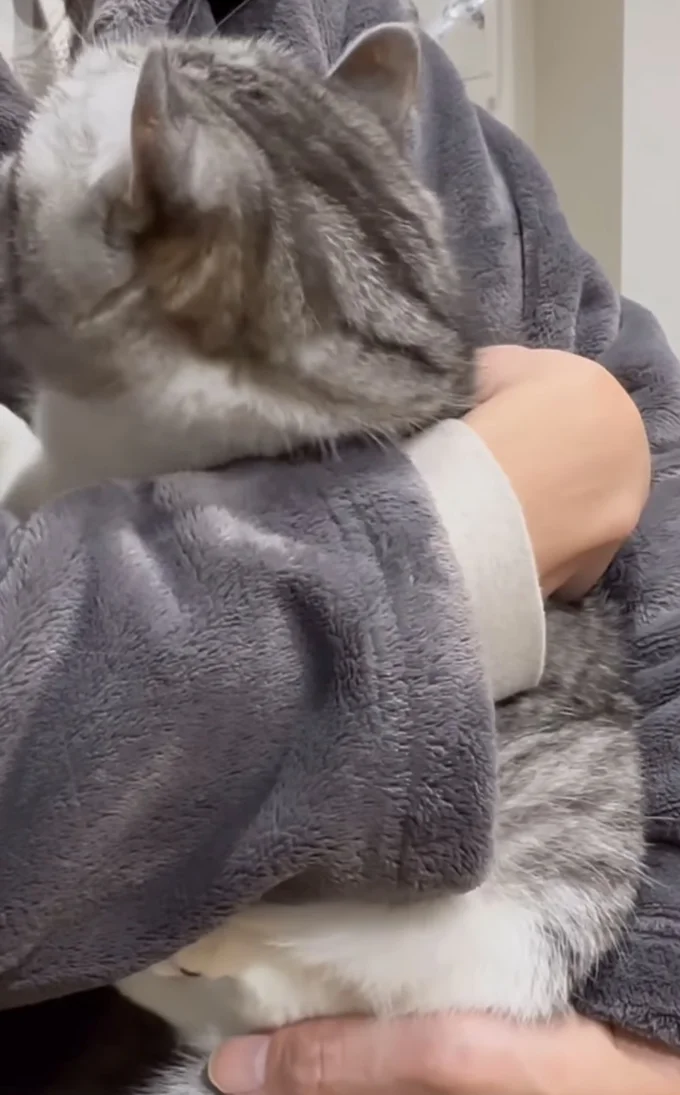 離せと言わんばかりに「にゃあっ」と一言。▶（次画像から偉そうな態度だけど、そんな姿もかわいくてたまらない猫コミック『今日もネコ様の圧が強い』が読めます）