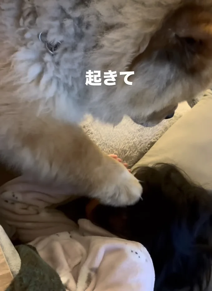 娘さんを起こす、しめじくん▶「起きて〜」とチョンチョンすると…(⇒次へ)