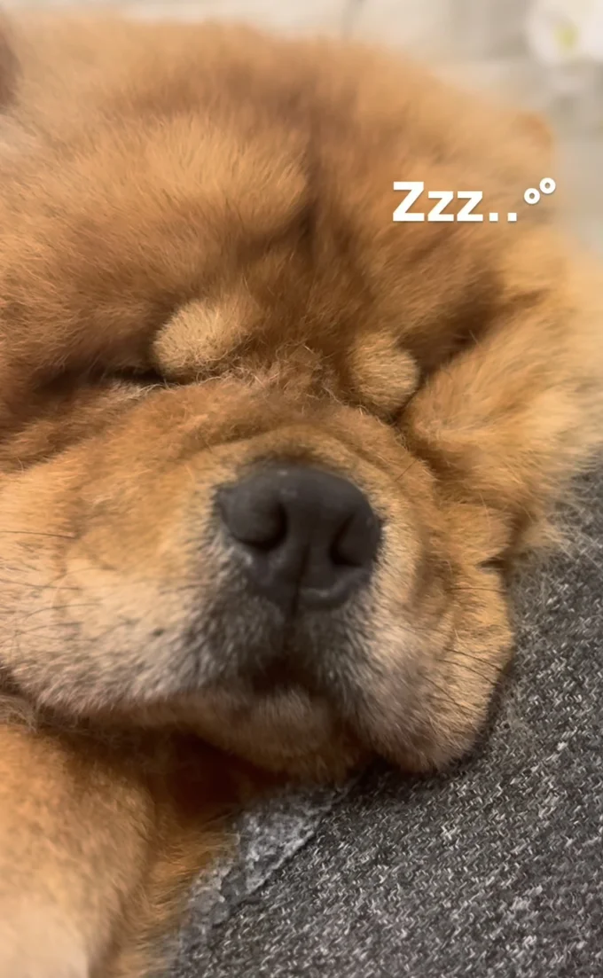 ぼくは二度寝するワン▶普段のしめじくんとお父さん(⇒次へ)