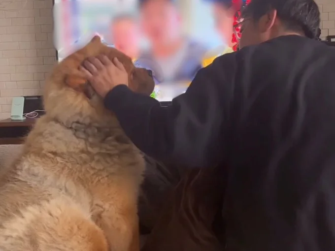 頭を撫でてもらう、しめじくん▶(次画像からマイペースな柴犬との実録を描いた『柴犬ぽんちゃん、今日もわが道を行く』が読めます)