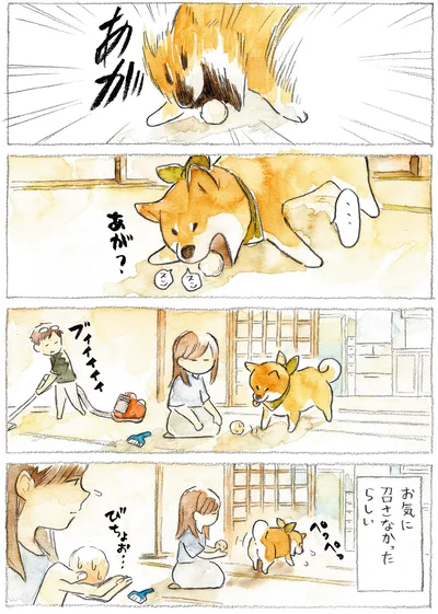 『柴犬ぽんちゃん、今日もわが道を行く』より