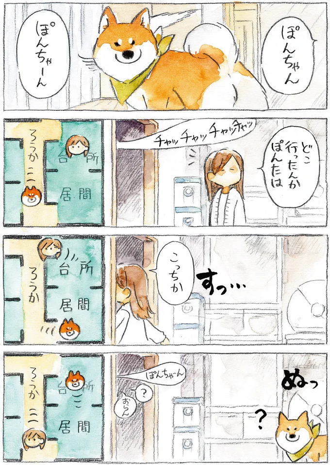 『柴犬ぽんちゃん、今日もわが道を行く』より