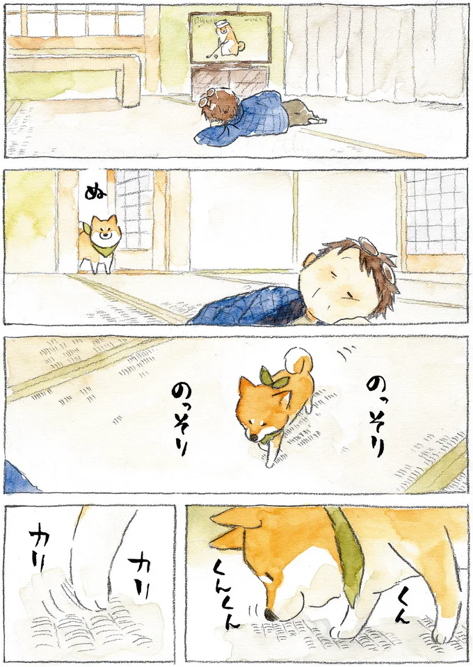 『柴犬ぽんちゃん、今日もわが道を行く』より