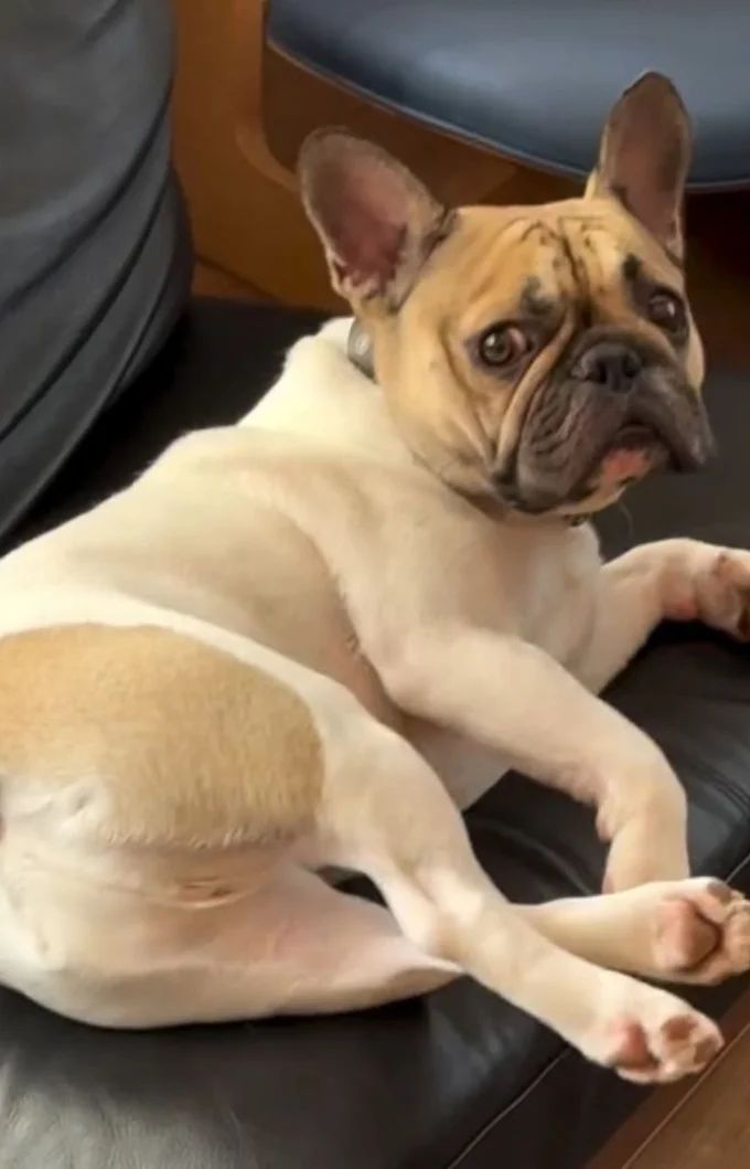 リビングでくつろぐ“小さなお父さん”の姿（⇒次へ）