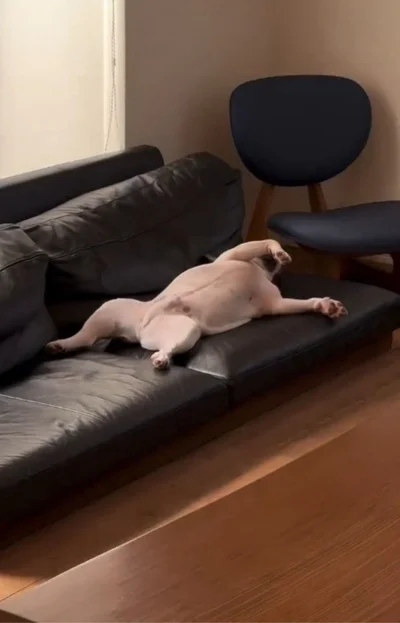 飼い主さん「私やんか」▶もしかしてクセつよい系？（⇒次へ）