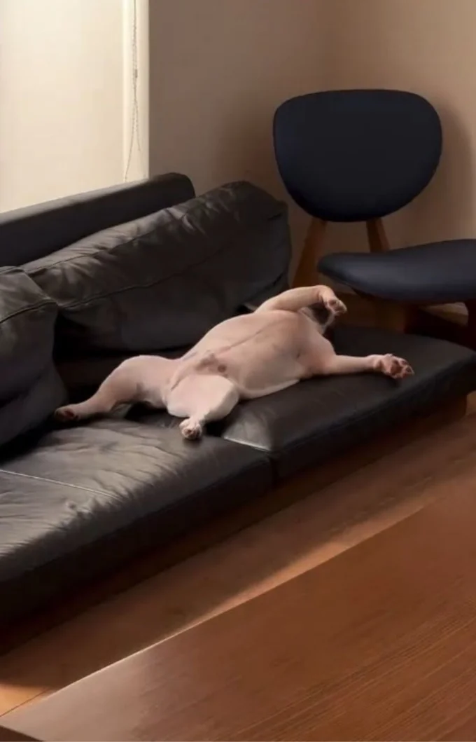 飼い主さん「私やんか」▶もしかしてクセつよい系？（⇒次へ）