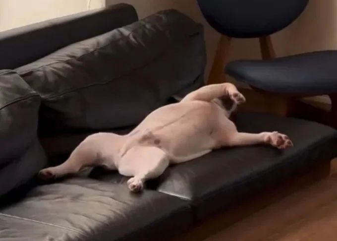 まるでお休みの日にリビングでゴロゴロしている人間そのもの！リラックスしきったエル君