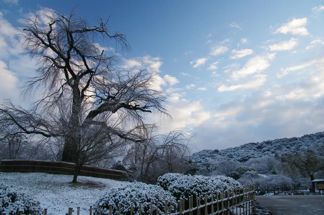 札幌市の円山公園に突如現れた雪うさぎのアート作品（⇒次へ）