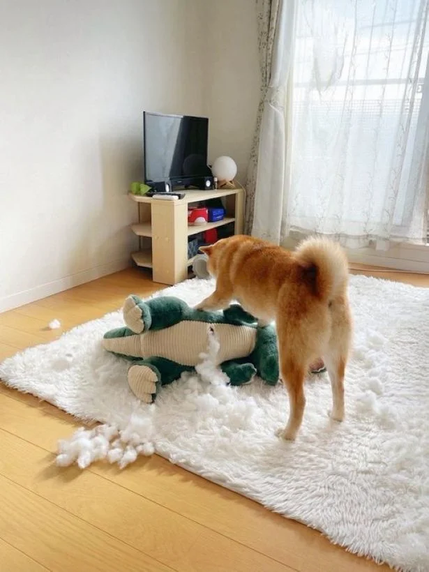 愛犬がやけに静かだなと思ったら…！思わず二度見する衝撃的な姿に