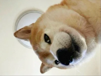 下からのアングル、迫力あります▶朝からお風呂のももちゃん（⇒次へ）
