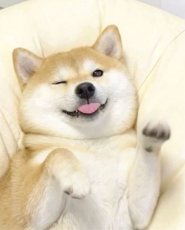 愛犬がやけに静かだなと思ったら…！思わず二度見する衝撃的な姿に「逃げて！」「シュールすぎる」