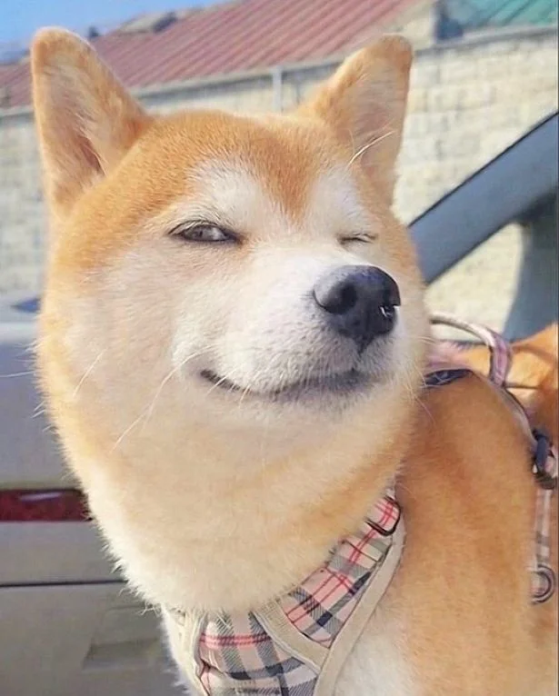 ウィンクが可愛いすぎる♡▶春を満喫する柴犬（⇒次へ）
