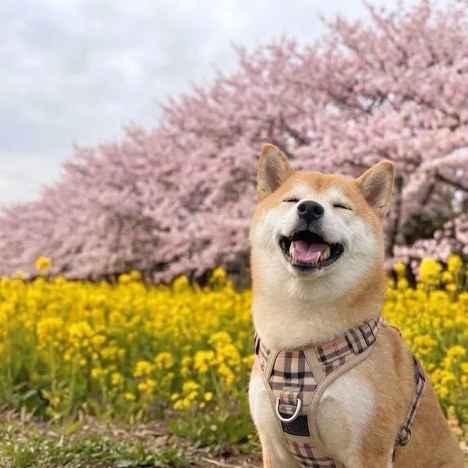 愛犬がやけに静かだなと思ったら…！思わず二度見する衝撃的な姿に