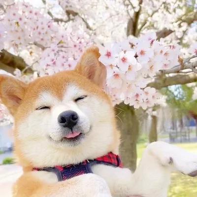 ももちゃんと一緒にお花見したいですね！▶花見の場所にはうるさいももちゃん（⇒次へ）