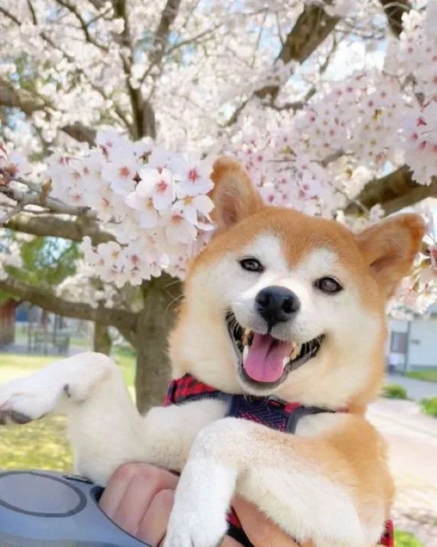 大好きな公園！いい笑顔ですね▶普通に家の前でお花見のももちゃん（⇒次へ）