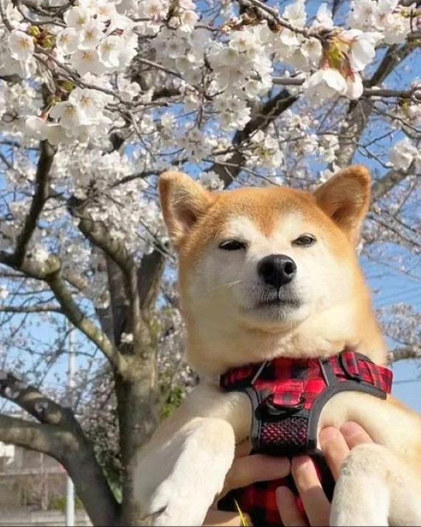 テンションが上がらないようです…▶プレゼントをしっかり抱きしめるももちゃん（⇒次へ）